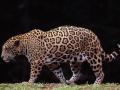 Leopard 001